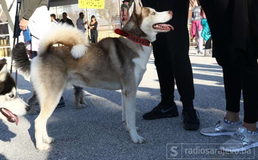 Dogs Trust u Istočnom Sarajevu: Promocija odgovornog vlasništva pasa